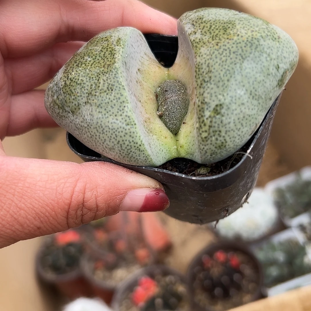 多肉植物绿帝玉单头