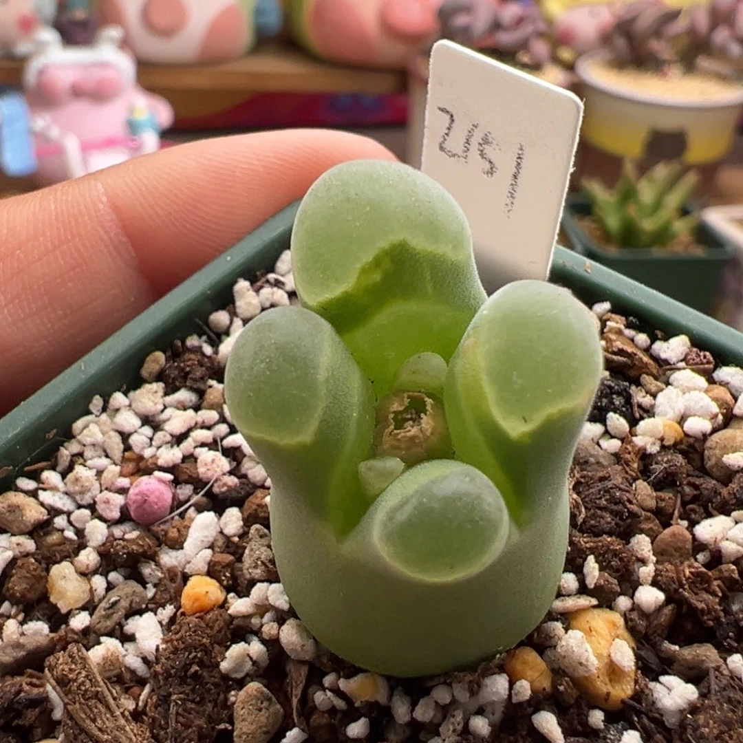 831。下播福利。 多肉植物