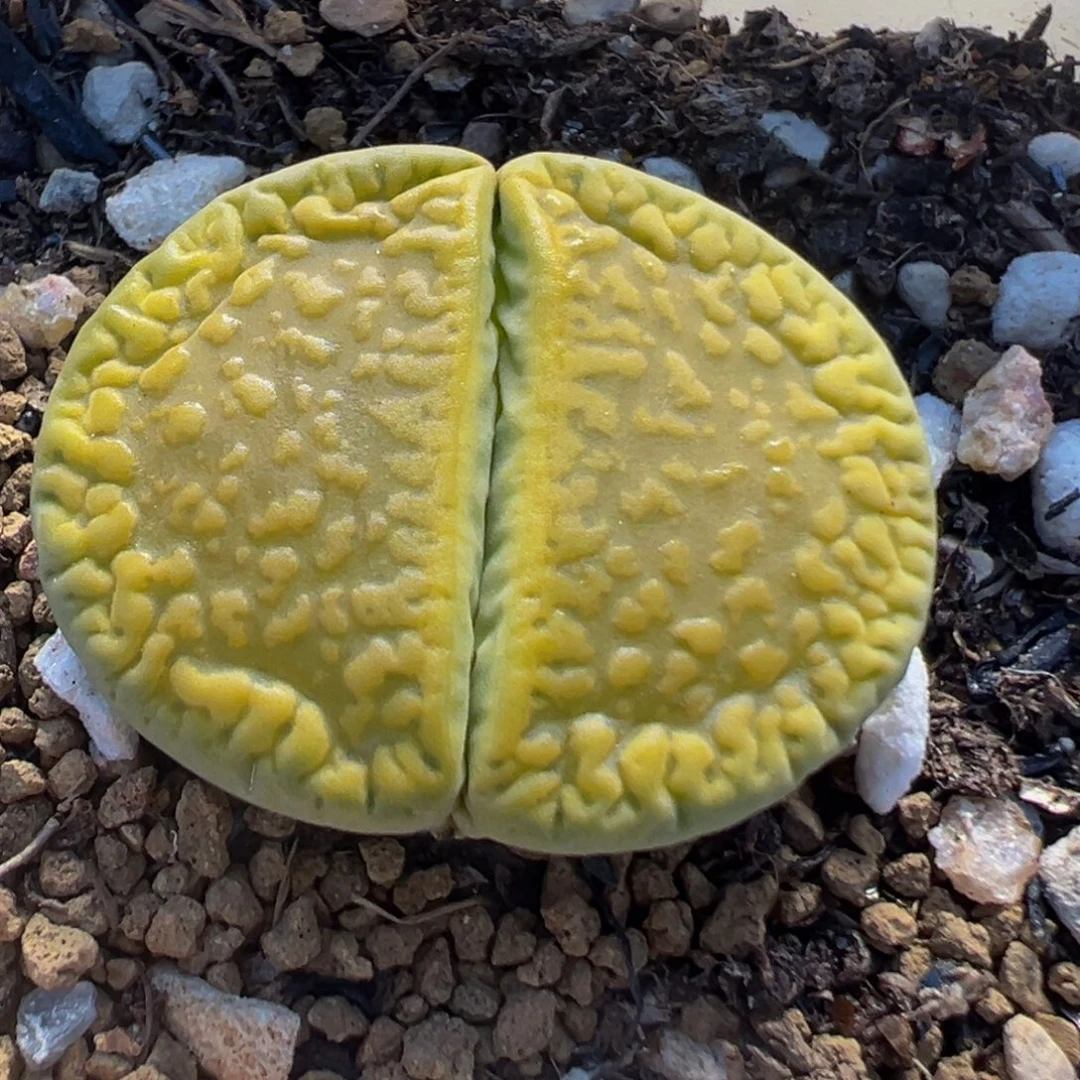 23多肉植物百科植物