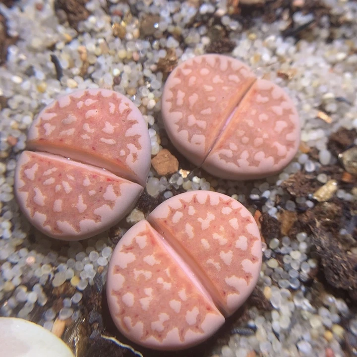 精品生石花126.213