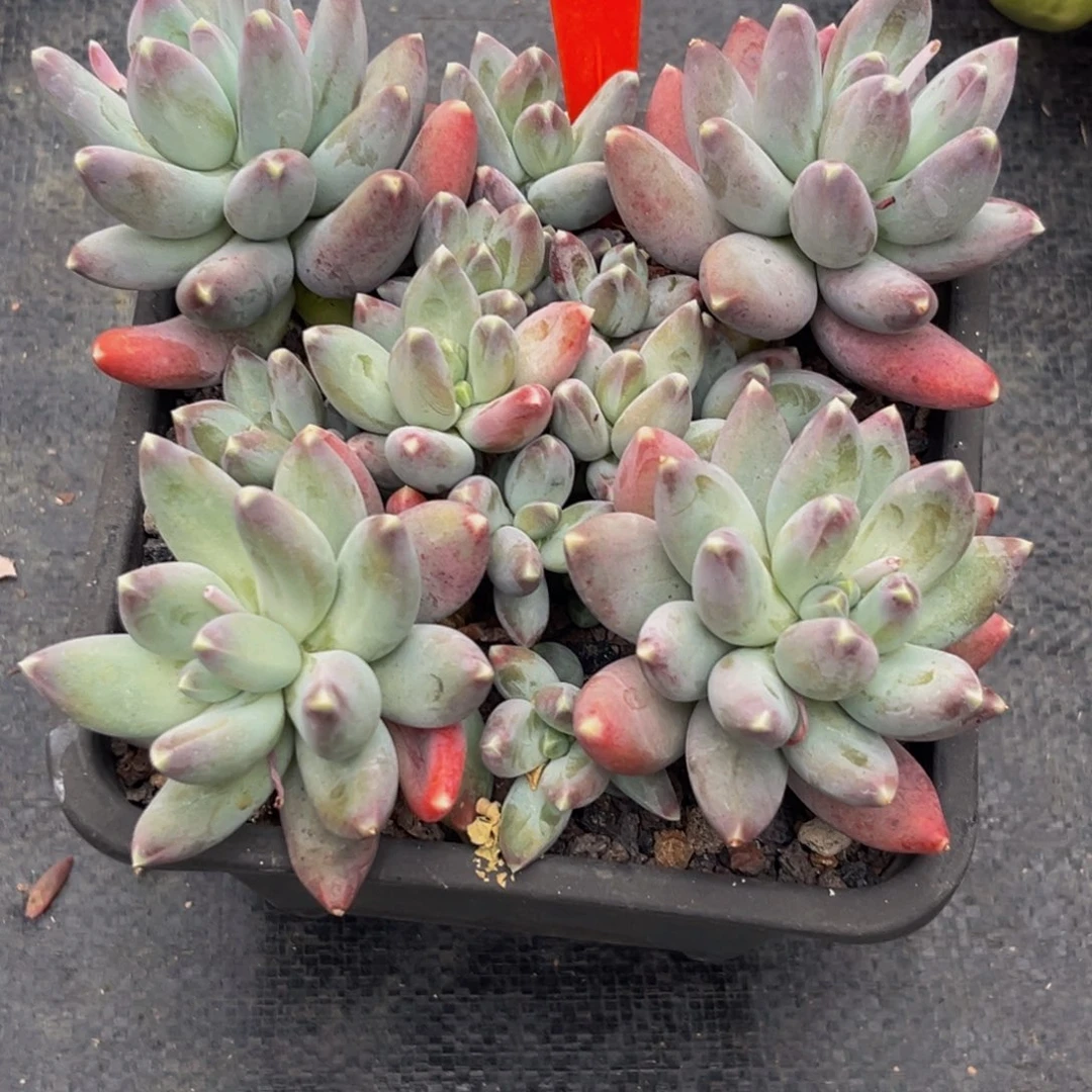 0018下午多肉植物群生