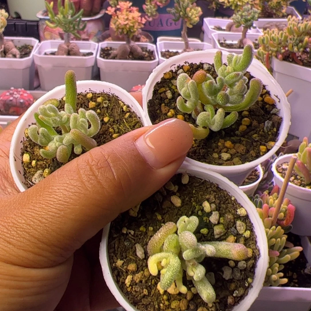 难***解多肉枝干橙叶白锦