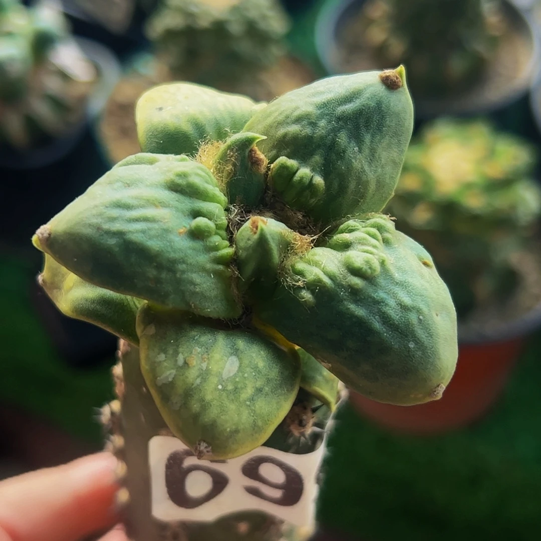 无花朵福利怒涛牡丹699