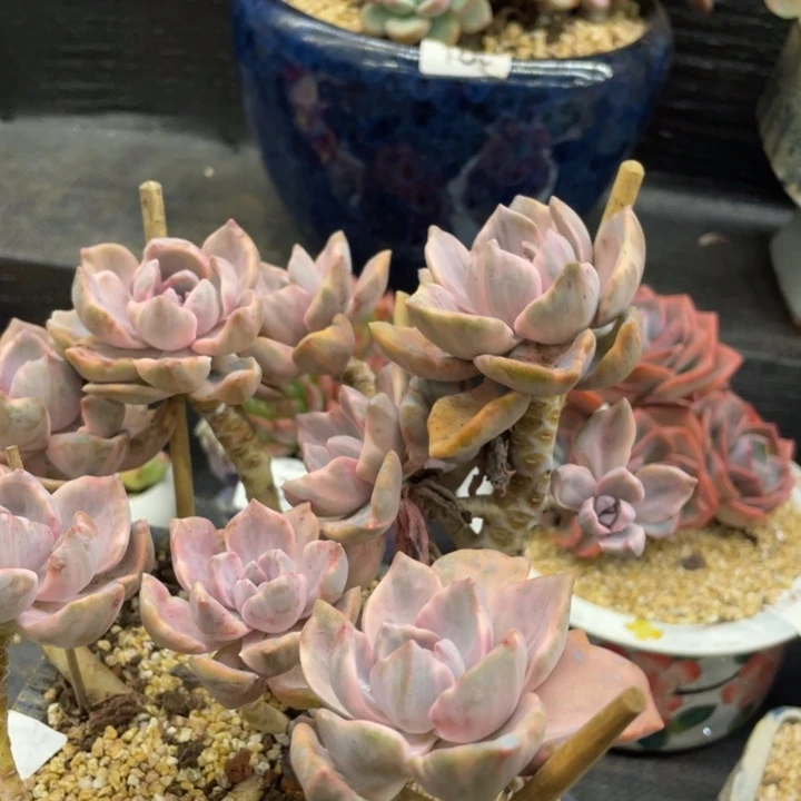 烟***灰弥鹿之森一物一拍