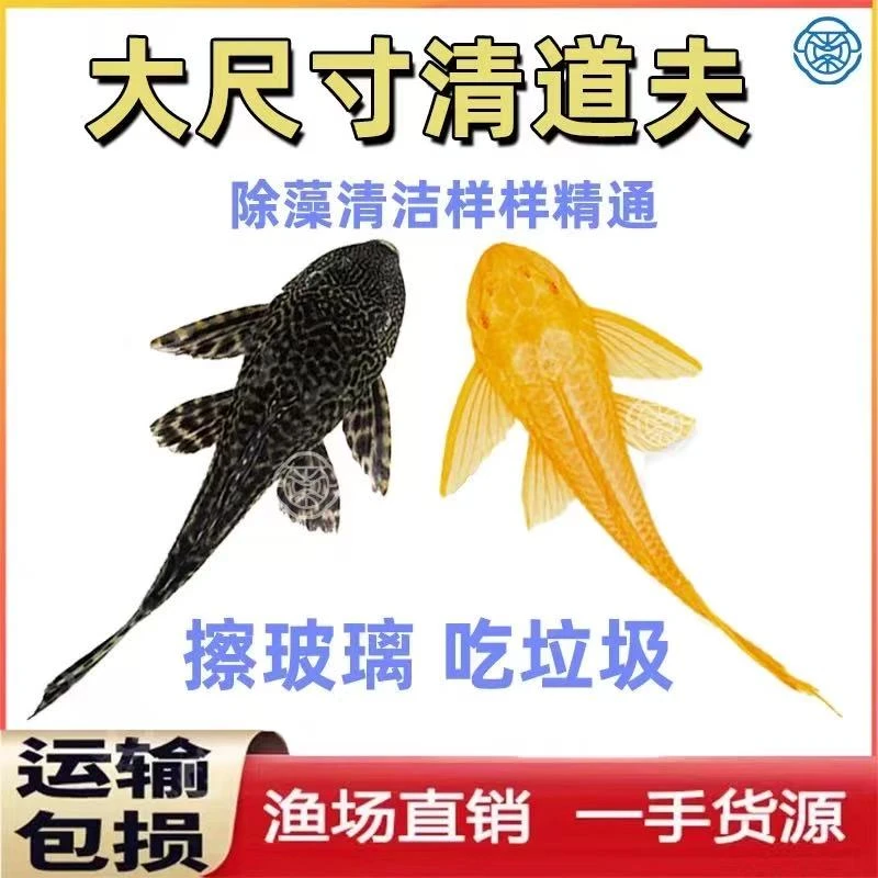 全尺寸女王+黑夫热带观赏鱼清洁鱼缸除青苔除褐藻垃圾工具清道夫