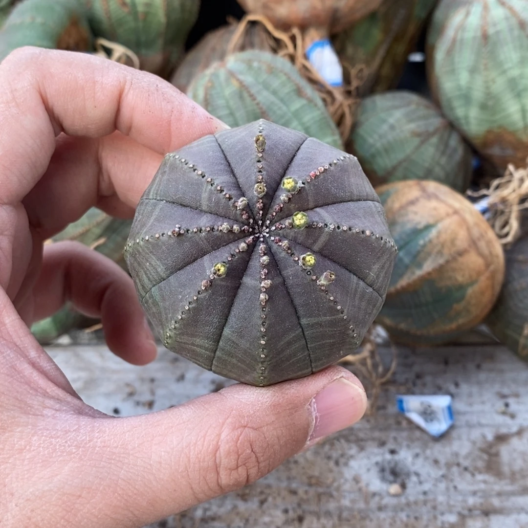 51 欧系实生布纹球多肉植物