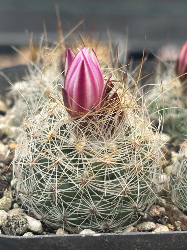 熏染丸实生娇丽属尺寸3.9精控