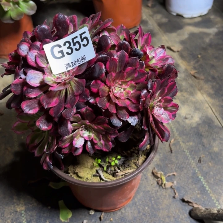 瑞妈，，。。。。355同花顺