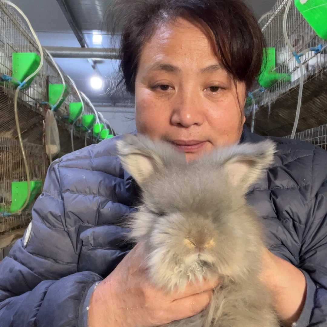 双血统英系安哥拉兔