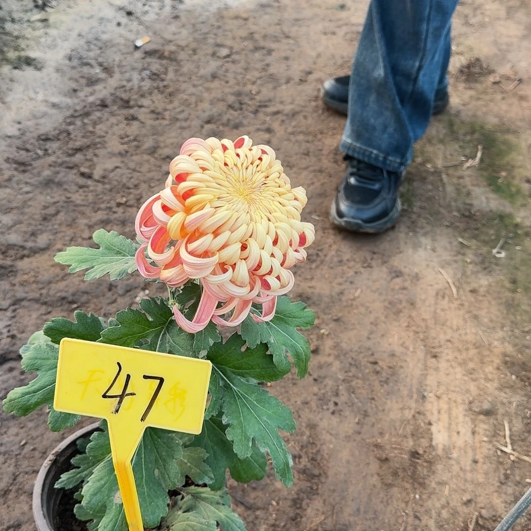 乐***兮大部分花苞少量开放47松户