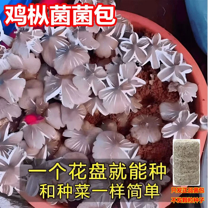 【只发菌包 不发种子】菌包原种菌包高产四季种植适合室内外栽培