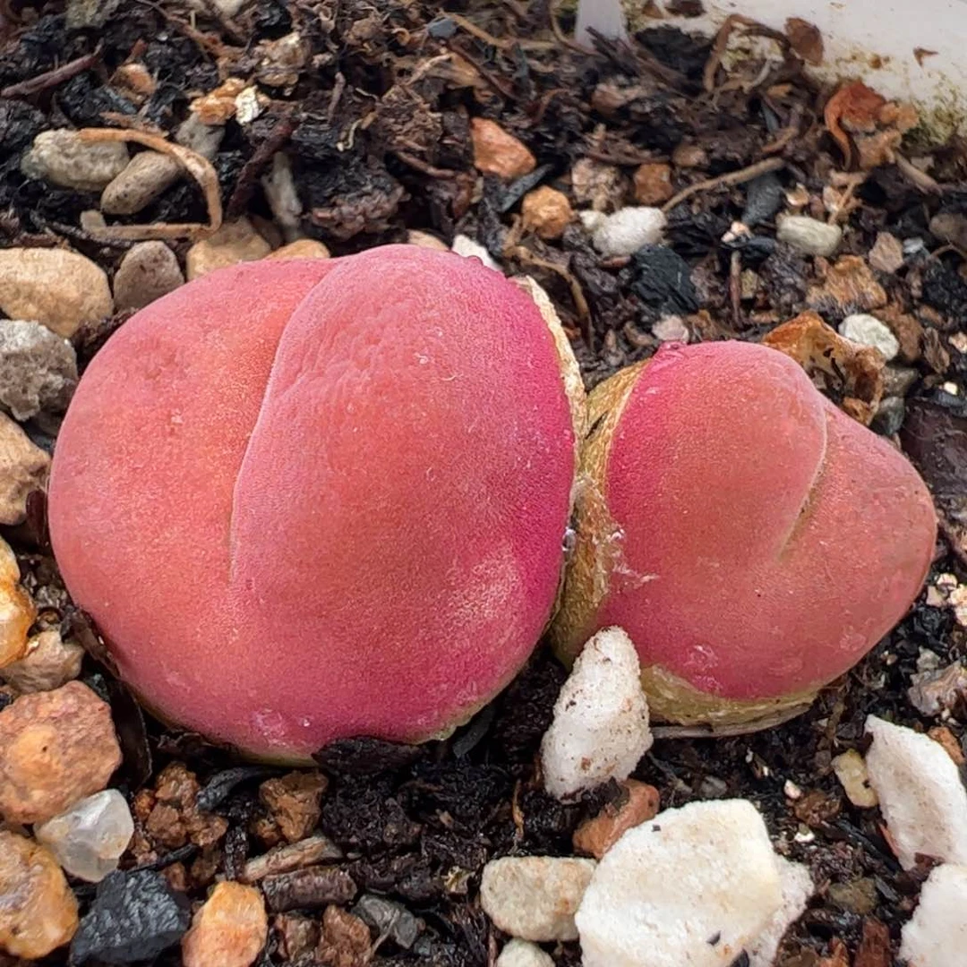 水蜜桃多肉植物百科