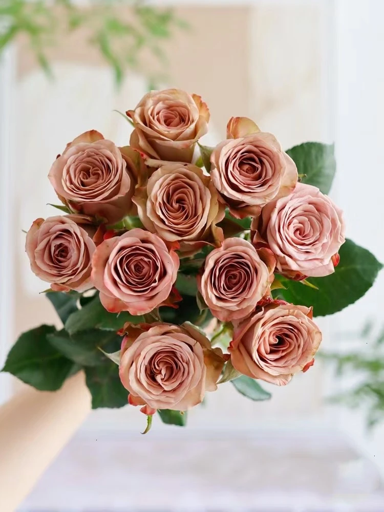 卡布奇诺玫瑰 鲜花 收到需醒花 云南基地直发 揽收无法退款