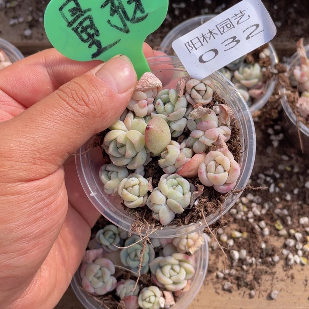 量拍多肉植物多肉植物32