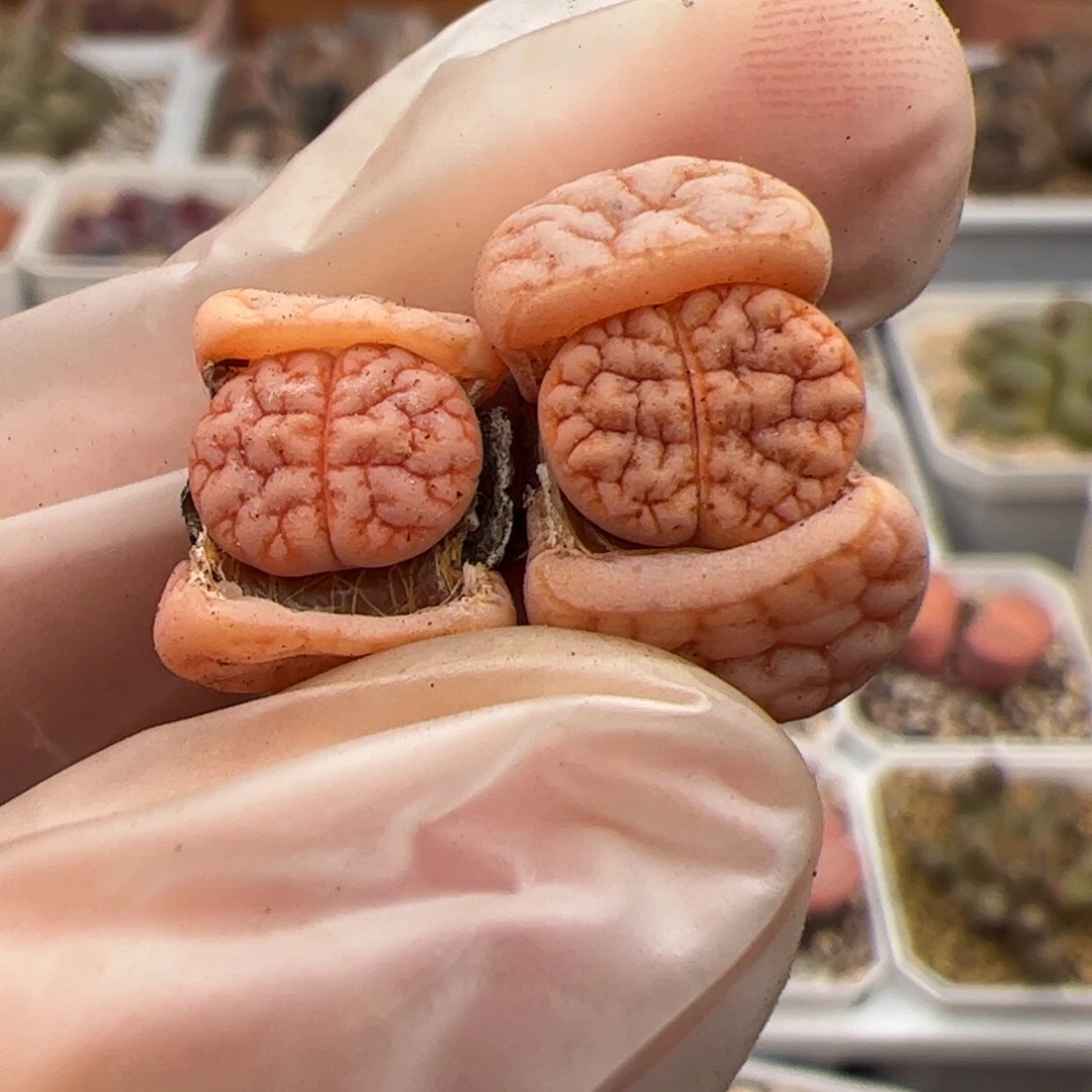 0597号拿铁189多肉植物2个