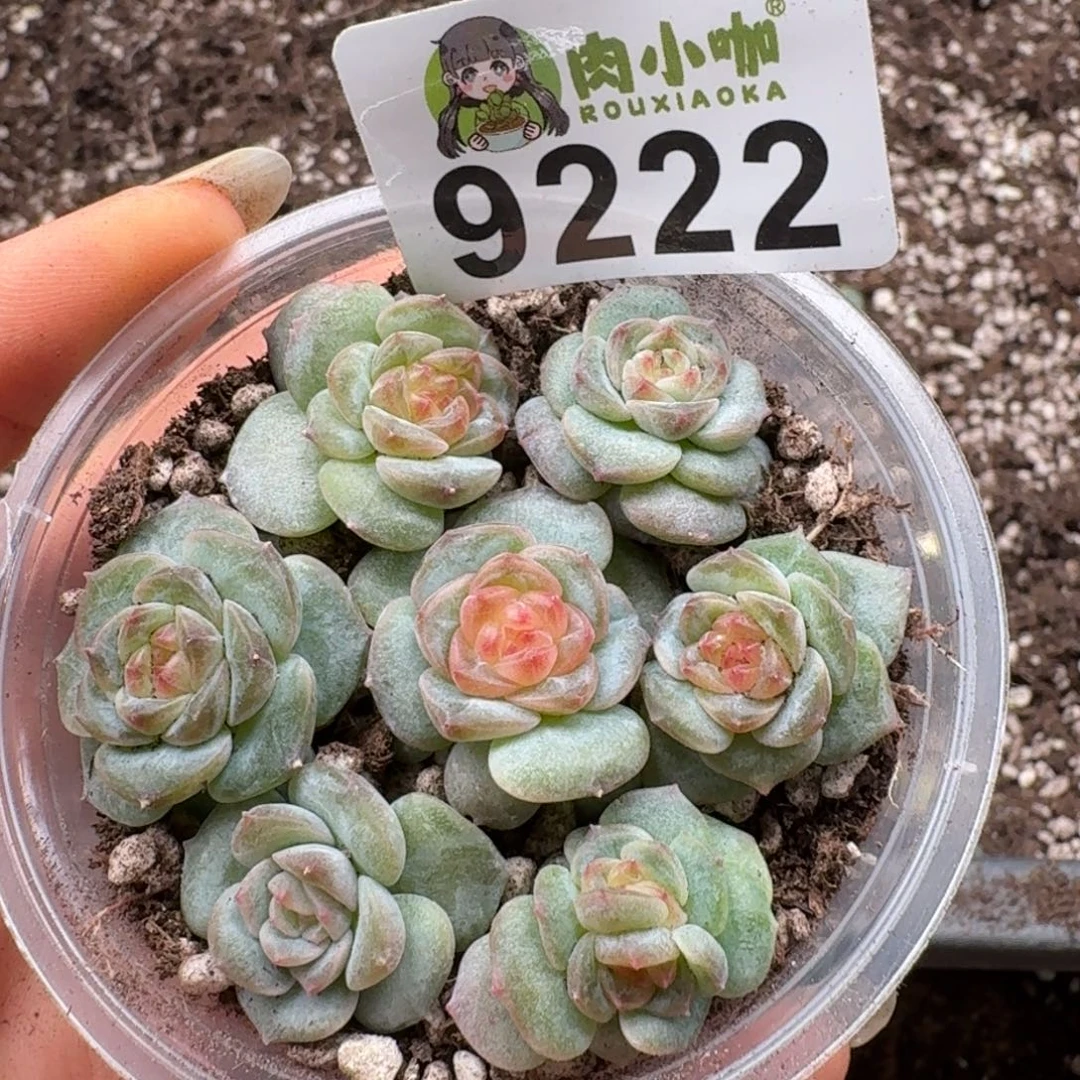 多肉植物多肉植物