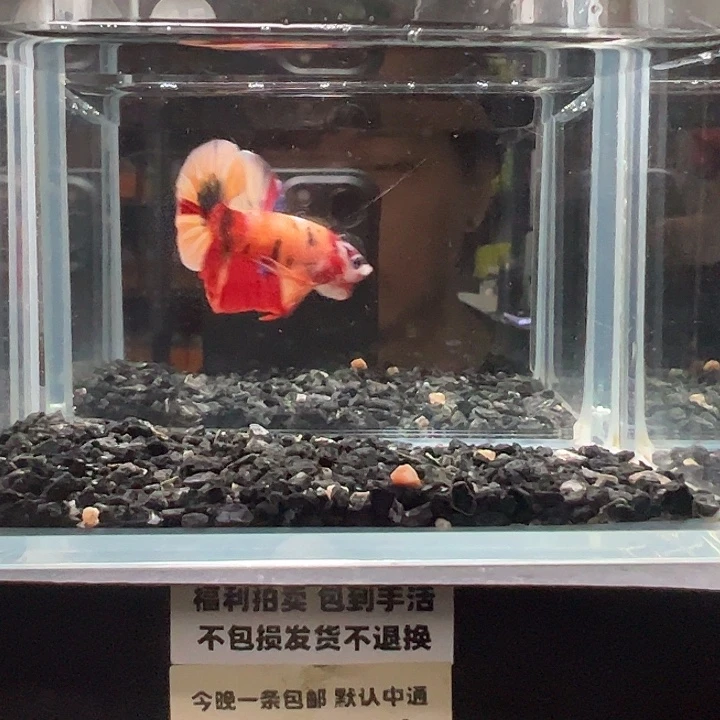 斗鱼竞拍跑单拉黑26日45