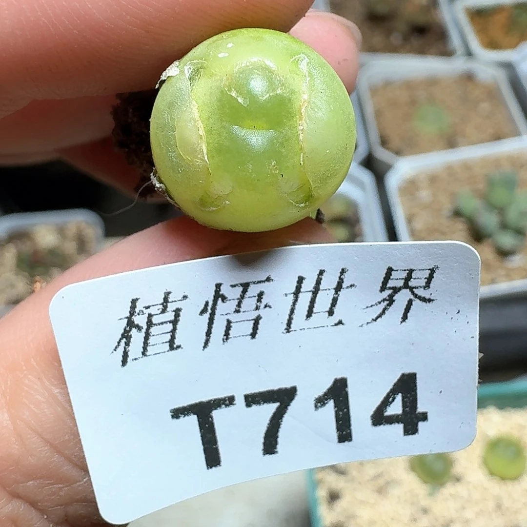 714盒多肉植物哇c f