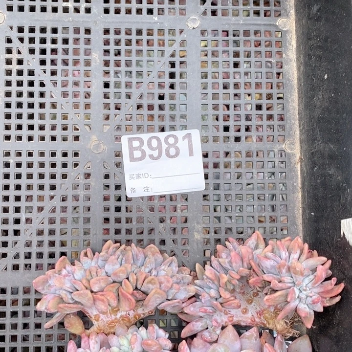 六***宝981 粉兔缀哇哇哇一筐