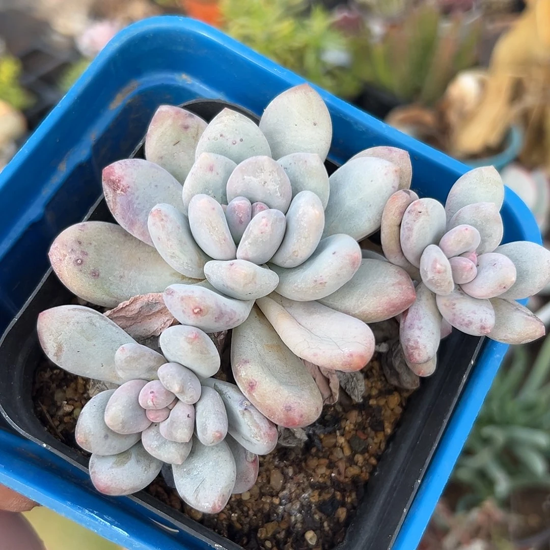 多肉植物香水群神