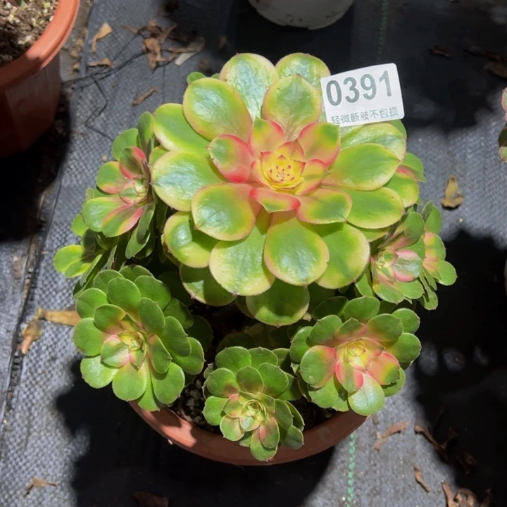 萍***聚荔枝039111111111111