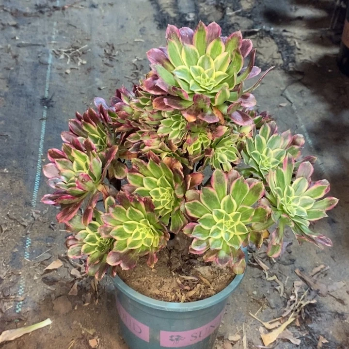 天河多肉植物26。