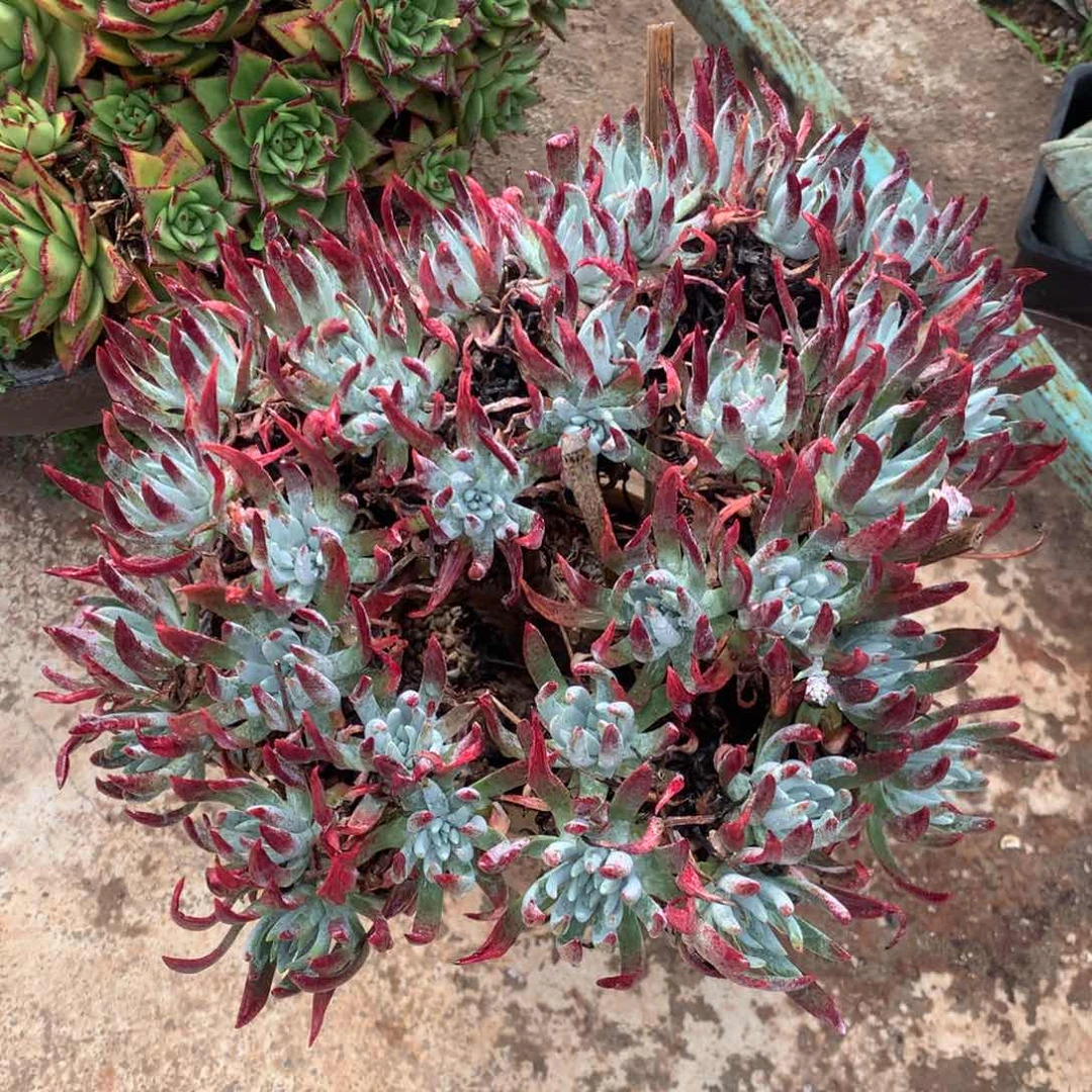 文森特，多肉植物