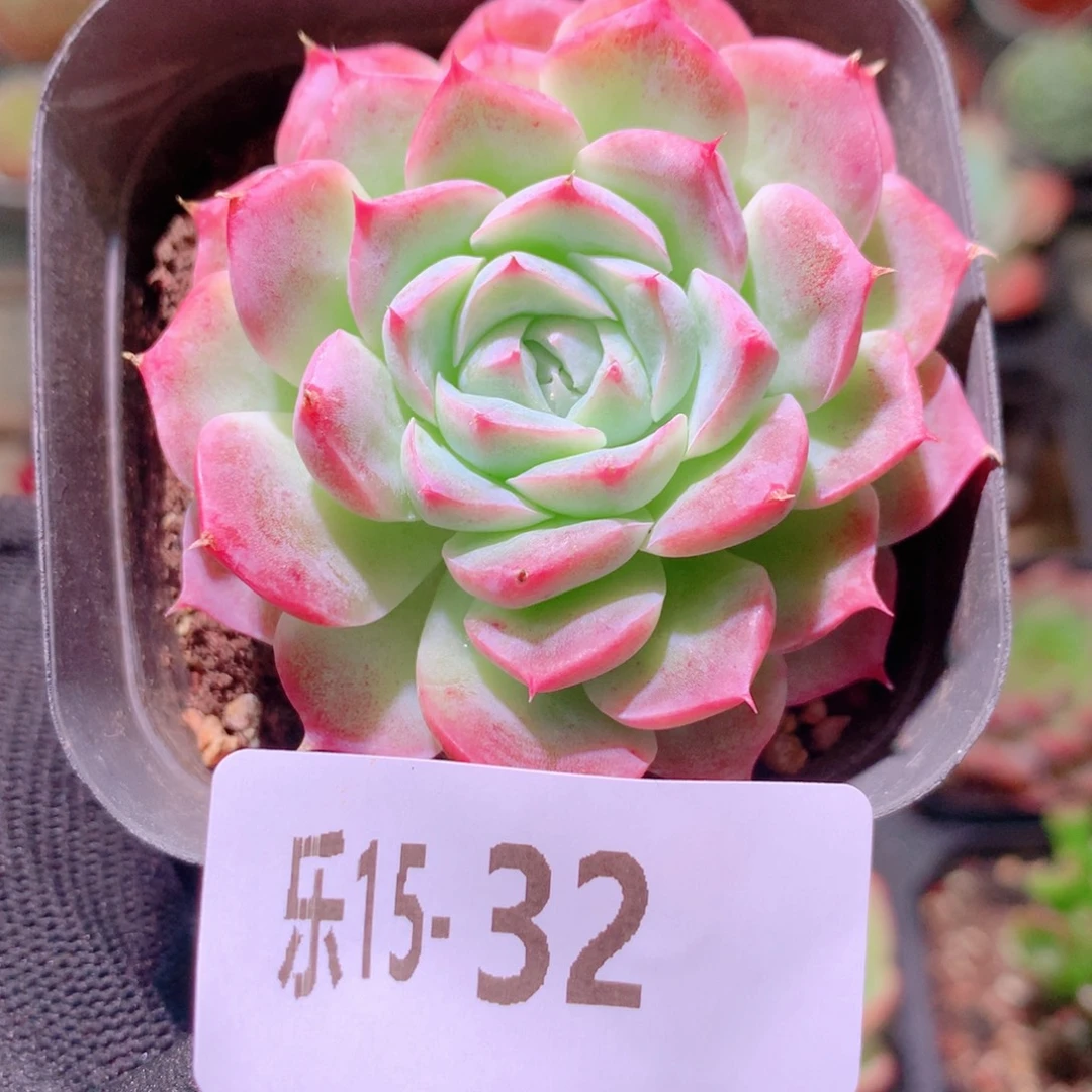 乐然15-32 新品单头