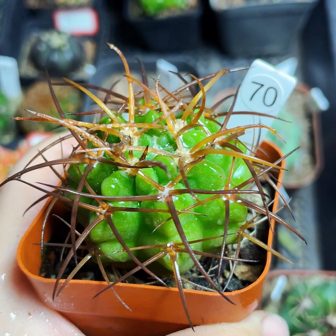 有*章非偏远地区满25包邮仙人球裸根