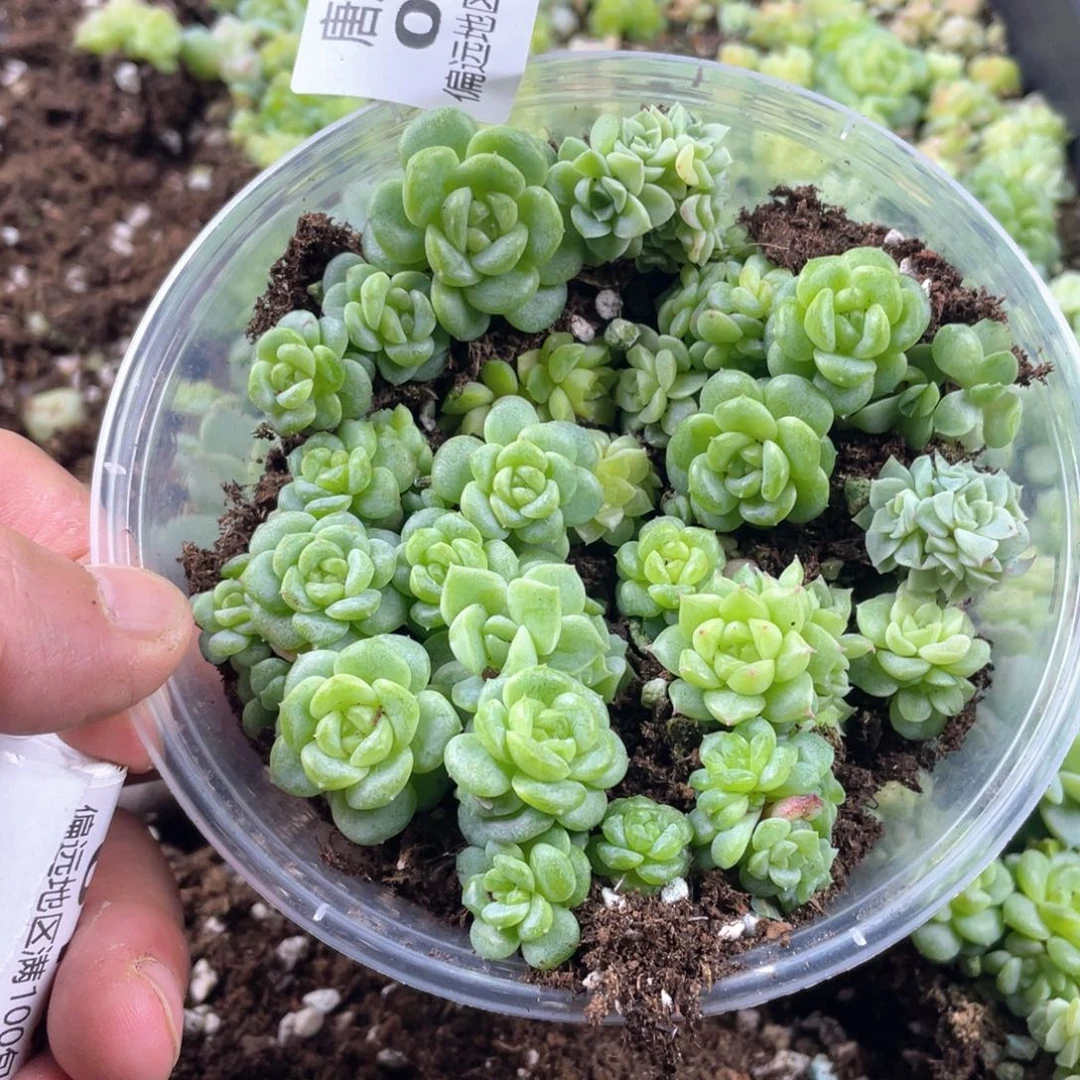 珍妮混一物一拍012