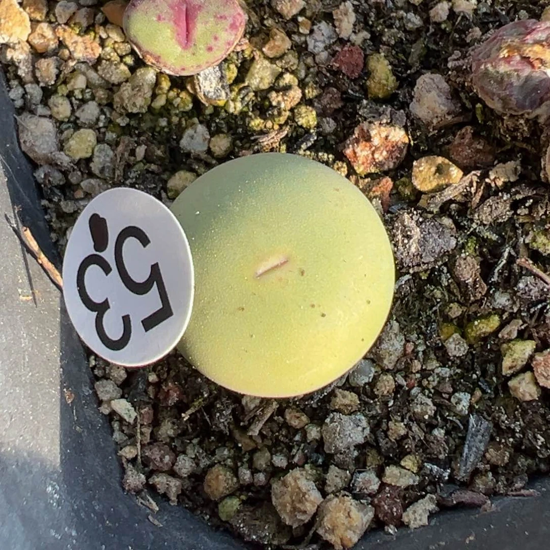 多肉植物1111111111111