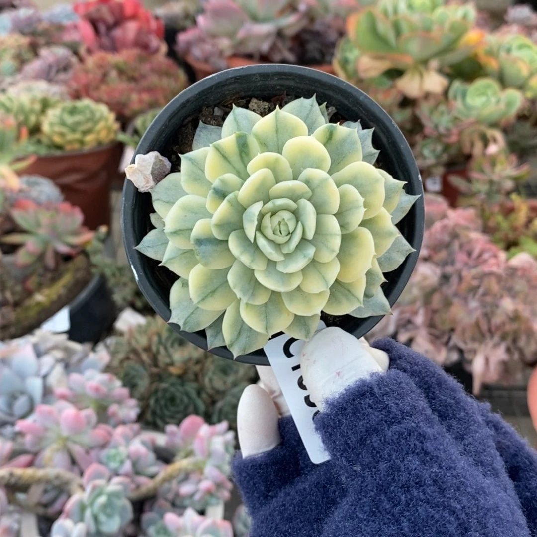 吖***妹18584不知名一物一拍