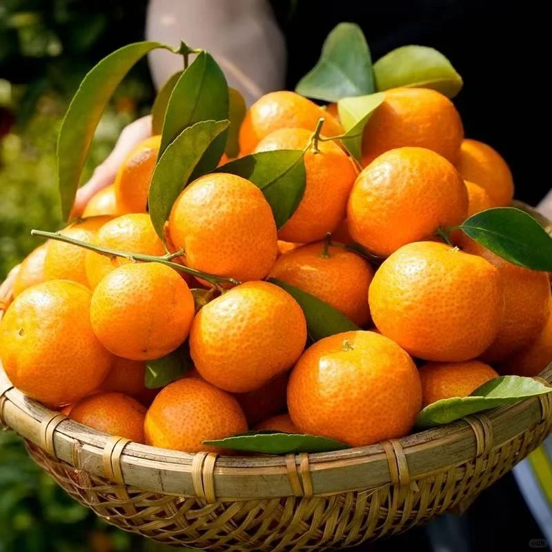 广西正宗砂糖橘，皮薄肉嫩多汁新鲜应季水果