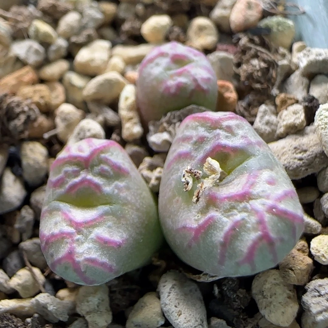 2-25-7-2当天满58包邮嘎嘎合适杂交多肉脱土