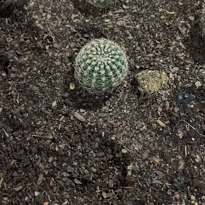 李***玉38号微瑕带根侧牙福利