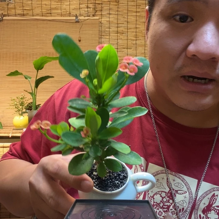 一物一拍所见即所得243
