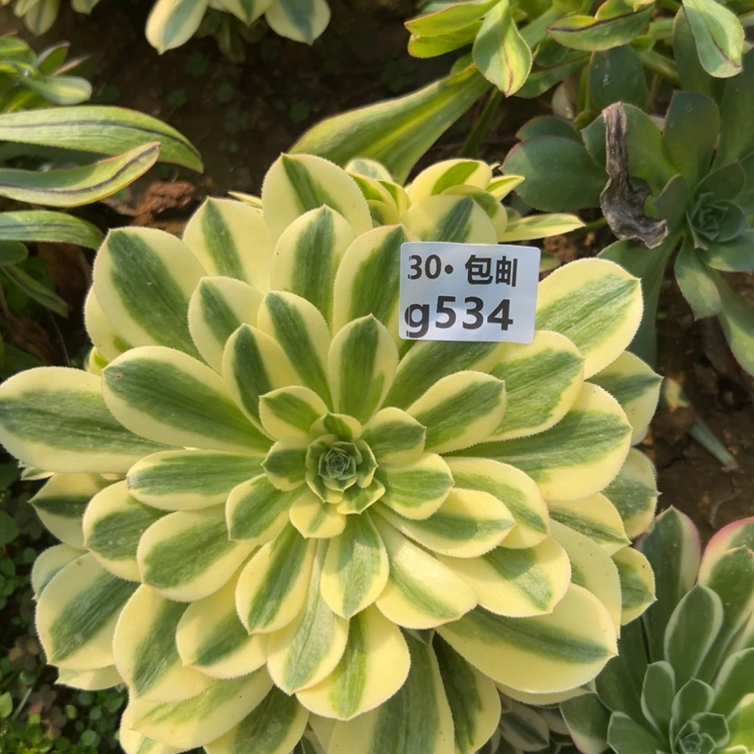 自**翔534迈巴赫多肉法师