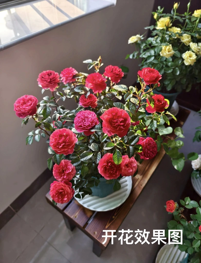 【果汁阳台】+【绝色果汁】月季庭院阳台多季节重复开花一加仑盆口径