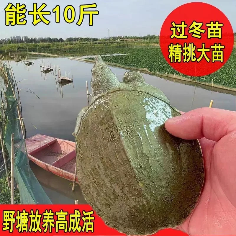 【顺丰冷链】外塘冷水甲鱼苗30-100克中华鳖养殖专用本地水鱼鳖批发