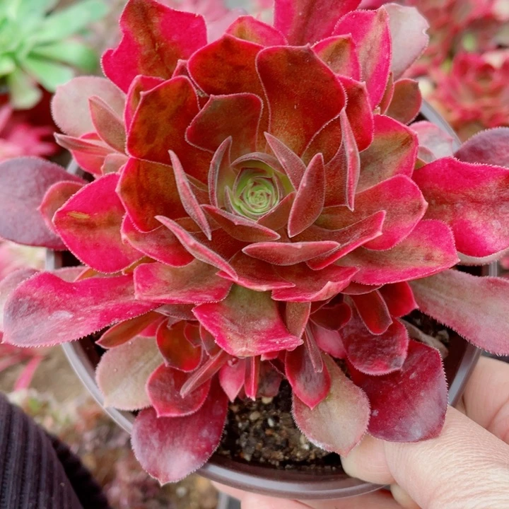 星****?843红多肉12345678