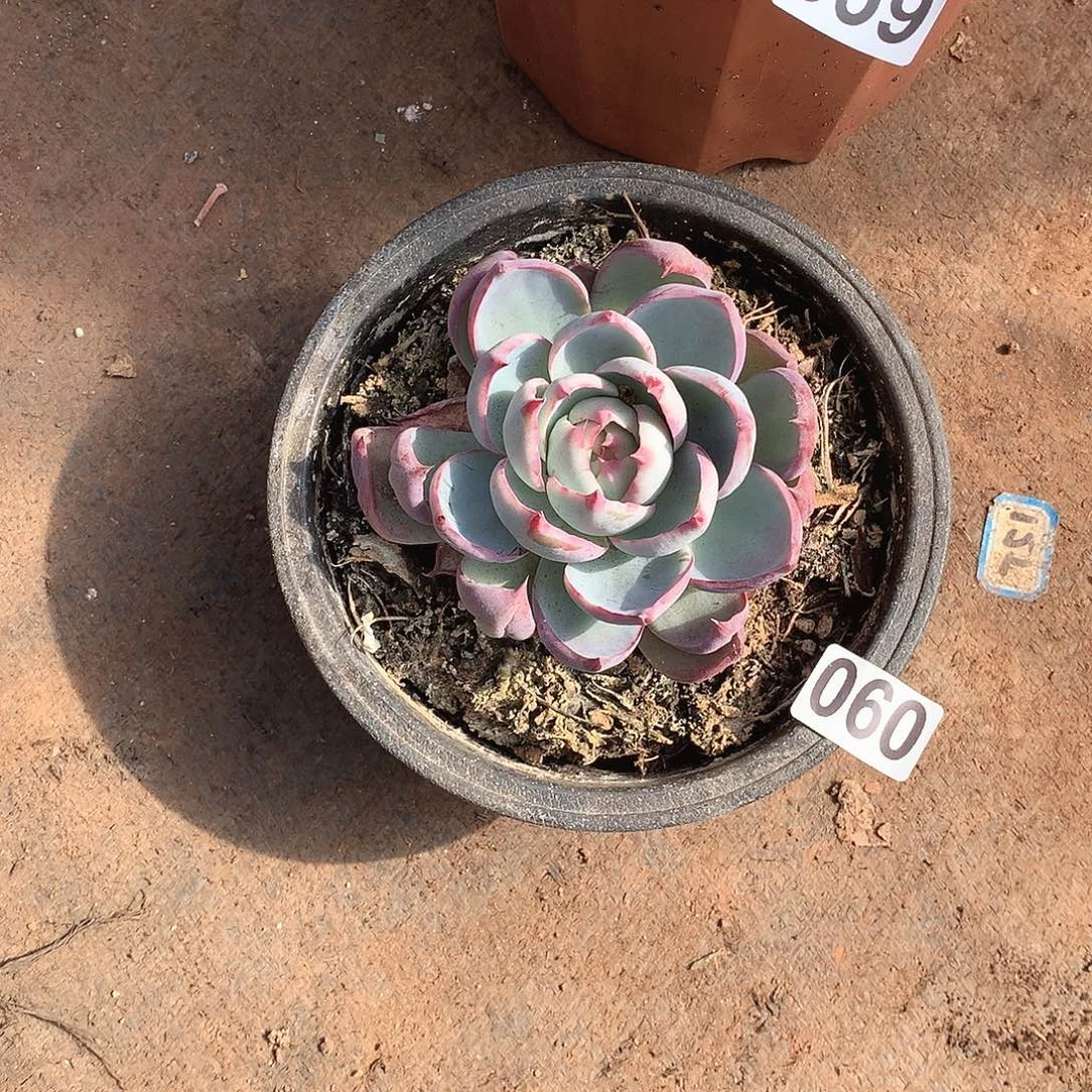 60惊鸿一物一拍多肉