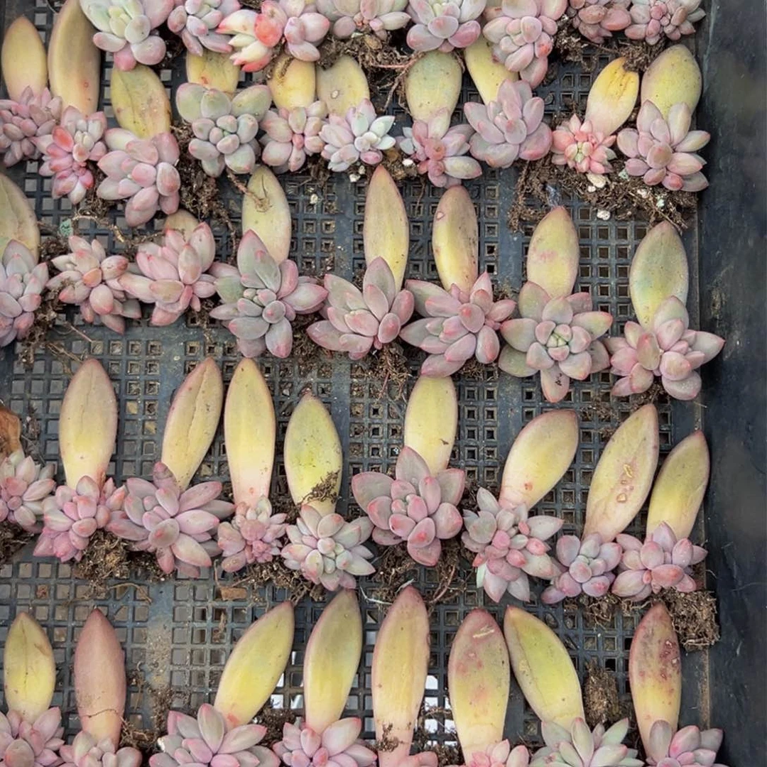 20颗一组 大小不等大小不等