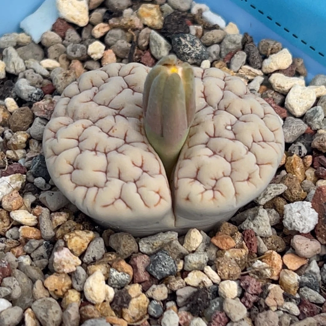 8222凹凸脑纹蛙哥189一颗特