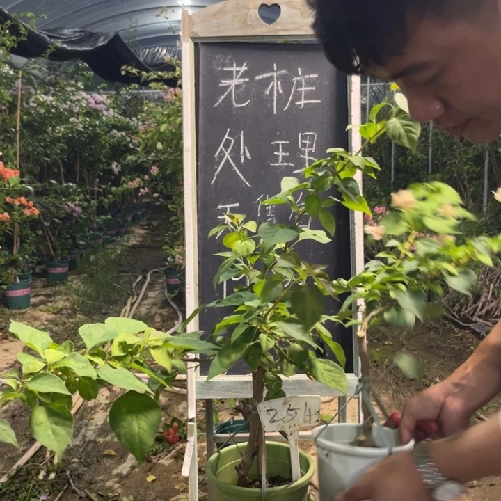 无花朵三角梅三角梅254