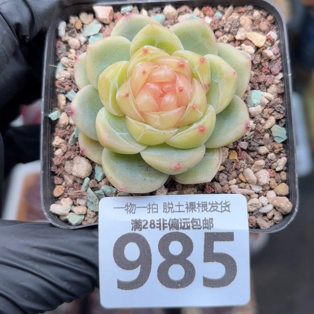 流萤单头无盆土发货
