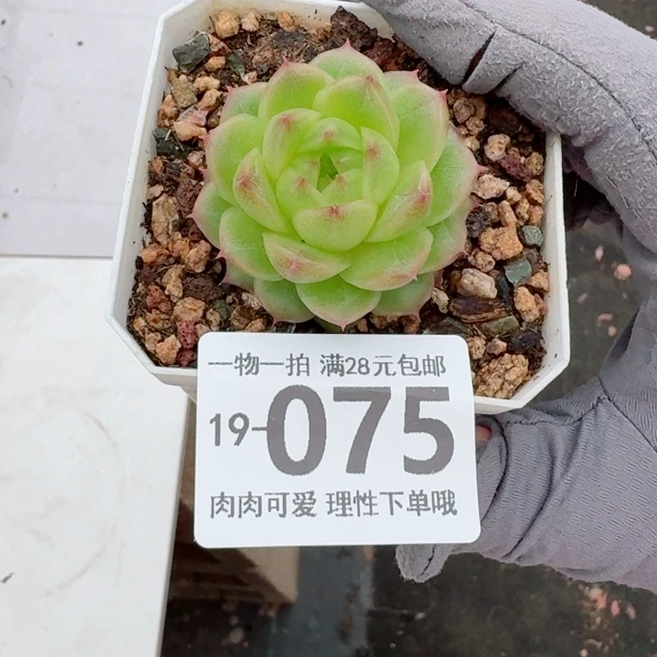 阿祖多肉多肉无盆土发货多