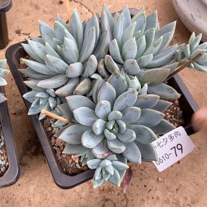 晨****g小七夕多肉红蛋79