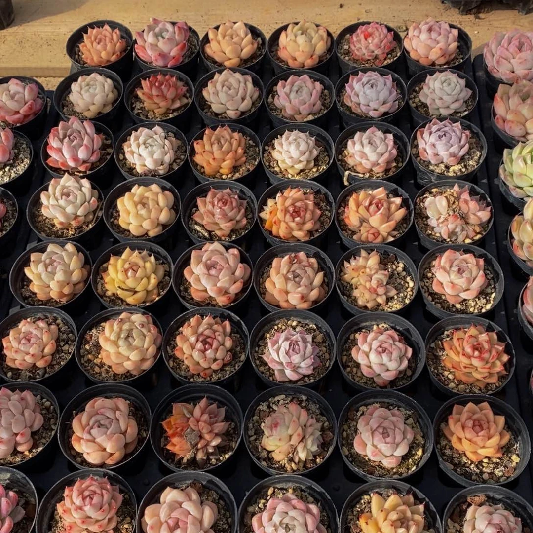 450的人生态度是一