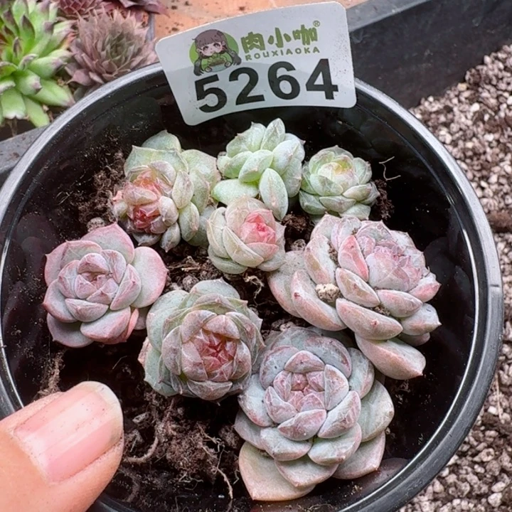 多肉植物多肉植物
