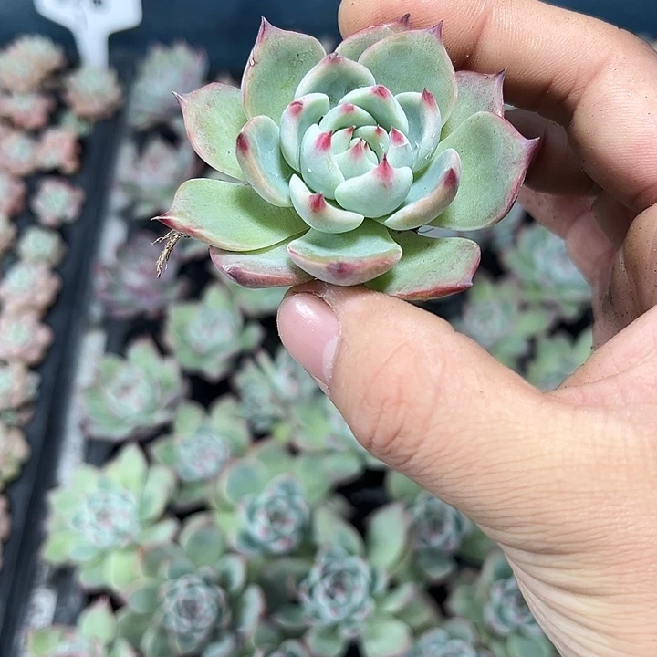 吉娃娃 满10颗包邮